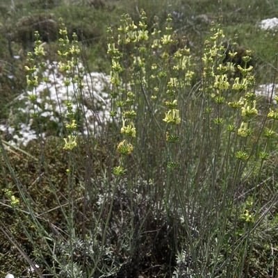 Sideritis incana — flower