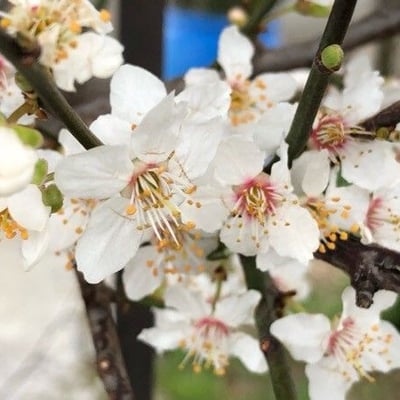 Prunus dulcis — flower