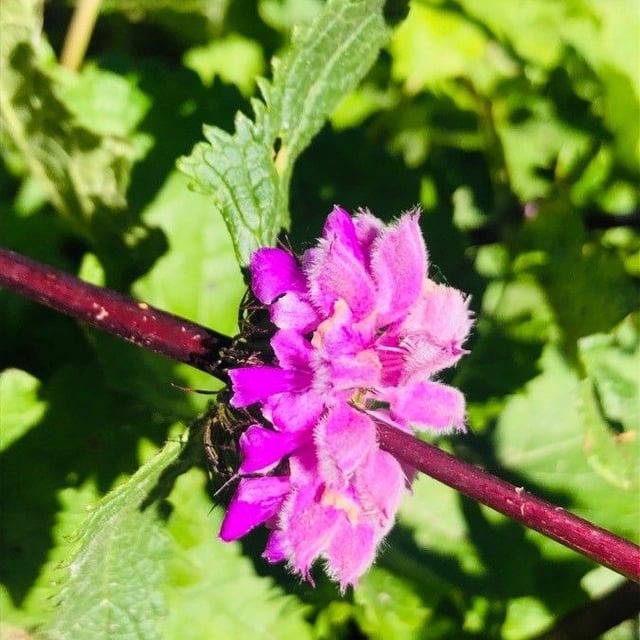 Phlomoides tuberosa — flower