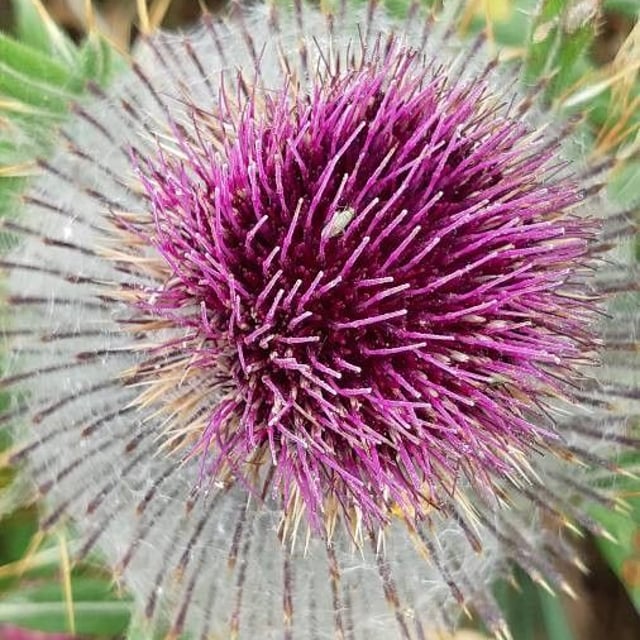 Cirsium eriophorum — flower
