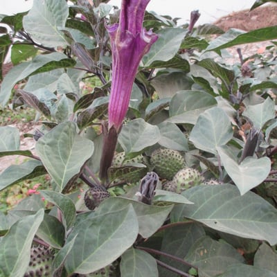 Datura metel — flower