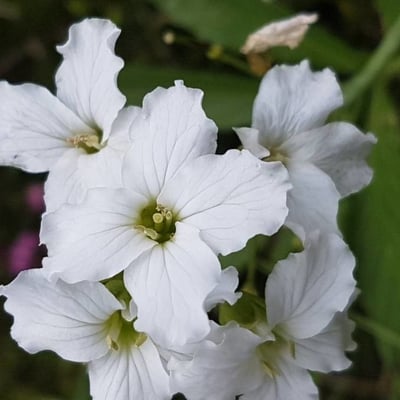 Cardamine heptaphylla — flower