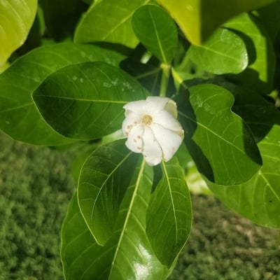 Gardenia ternifolia — flower