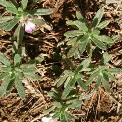Ajuga iva — flower