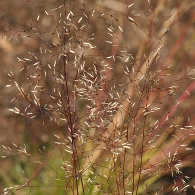 Avenella flexuosa — flower