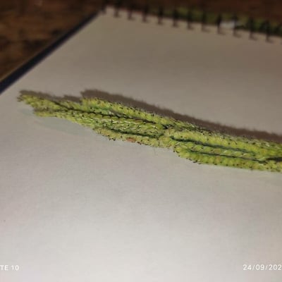 Paspalum urvillei — flower