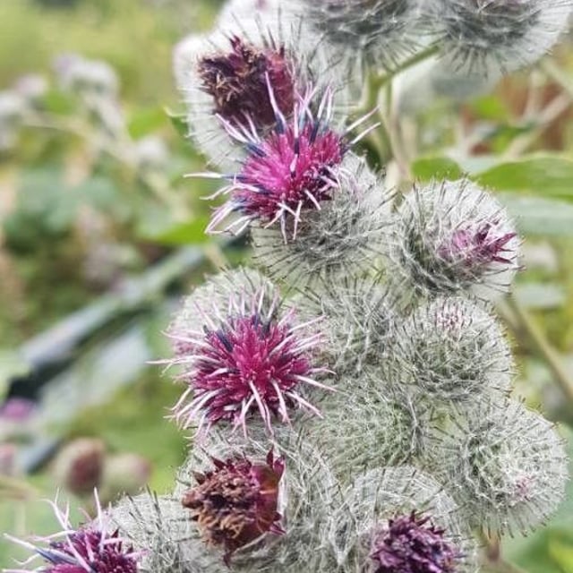 Arctium tomentosum — flower