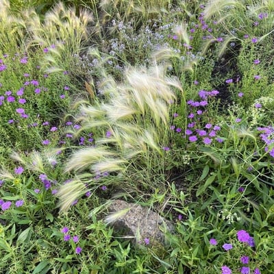 Hordeum jubatum — flower