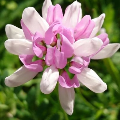 Securigera varia — flower