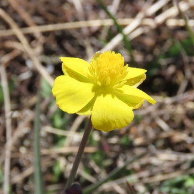 Ranunculus gramineus — flower