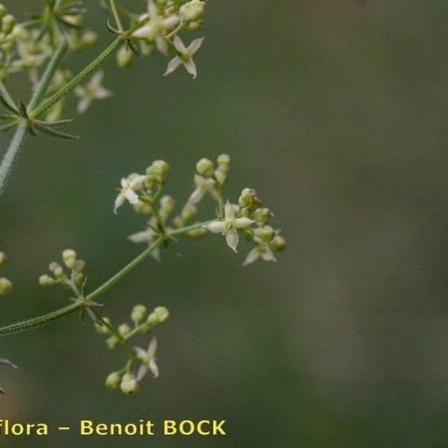 Galium obliquum — flower