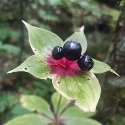 Medeola virginiana — flower
