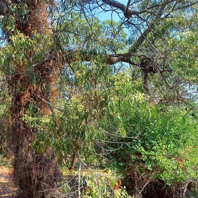 Acacia implexa — habit