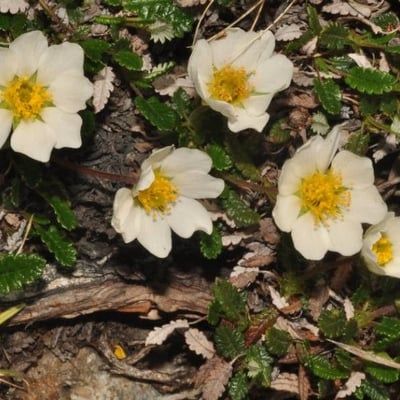 Dryas octopetala — flower