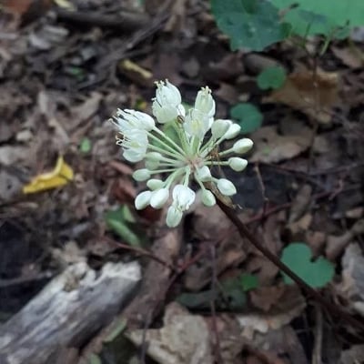 Allium tricoccum — flower