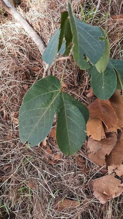 Sterculia striata
