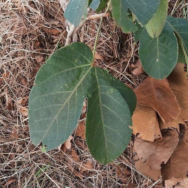 Sterculia striata