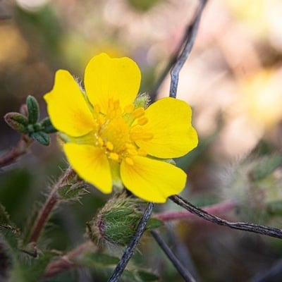 Potentilla recta — flower