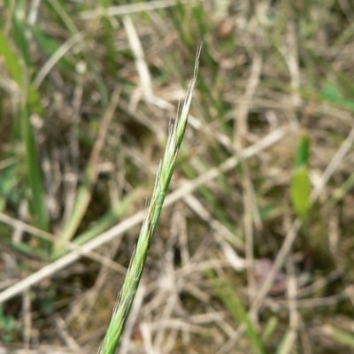 Vulpia unilateralis — flower