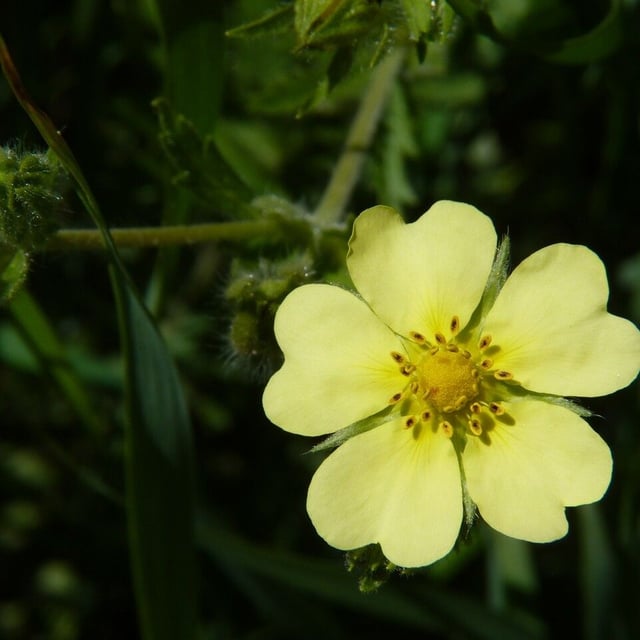 Potentilla recta — flower