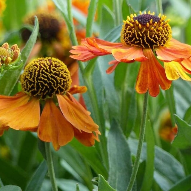 Helenium autumnale — flower