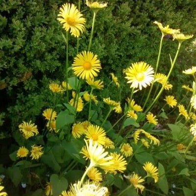 Doronicum pardalianches — flower