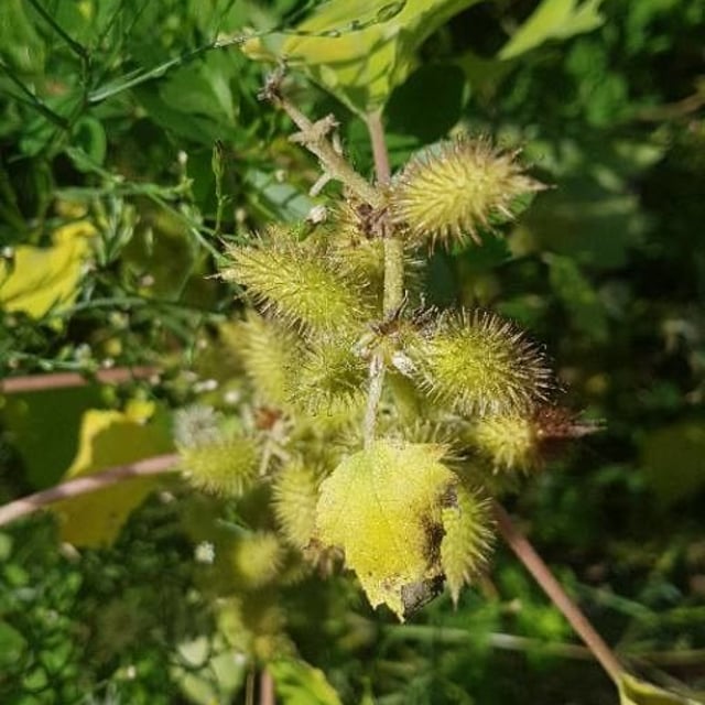 Xanthium strumarium — flower