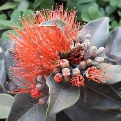 Metrosideros excelsa — flower