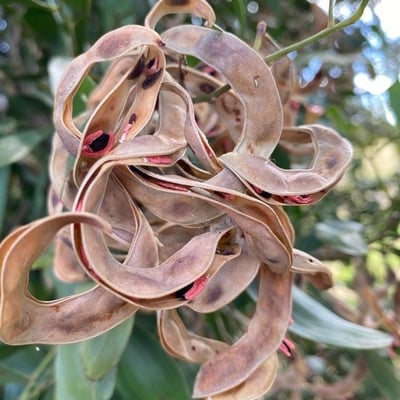 Acacia melanoxylon — flower