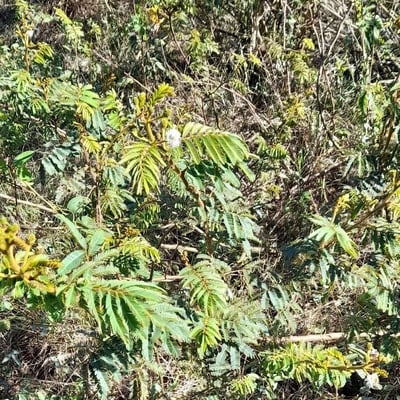Mimosa bimucronata — habit