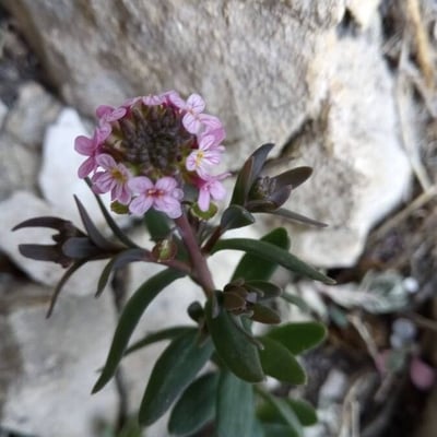 Aethionema saxatile — flower