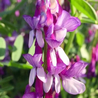 Vicia villosa — flower