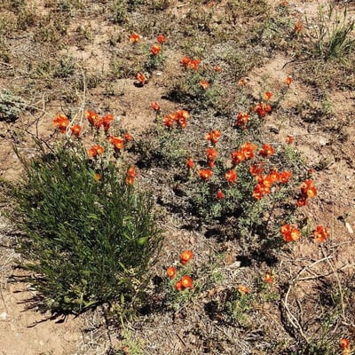 Sphaeralcea coccinea — flower