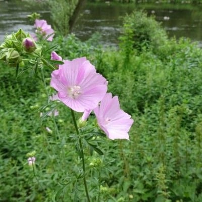 Malva moschata — flower