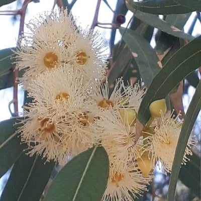 Eucalyptus globulus — flower