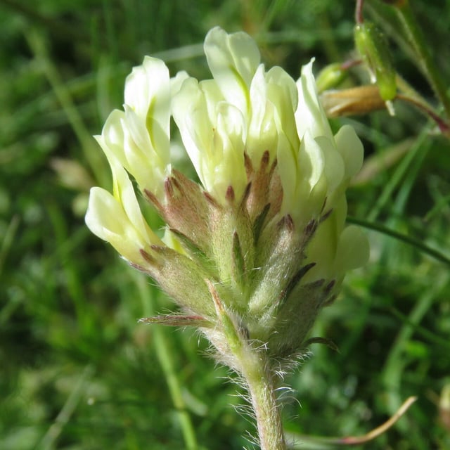 Oxytropis campestris — flower