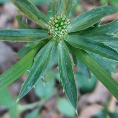 Eryngium foetidum — flower