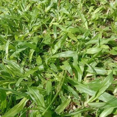 Axonopus compressus — leaf