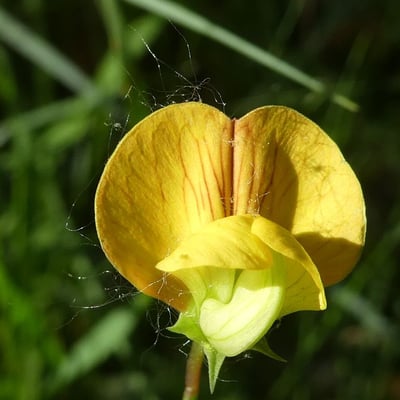 Lathyrus annuus — flower