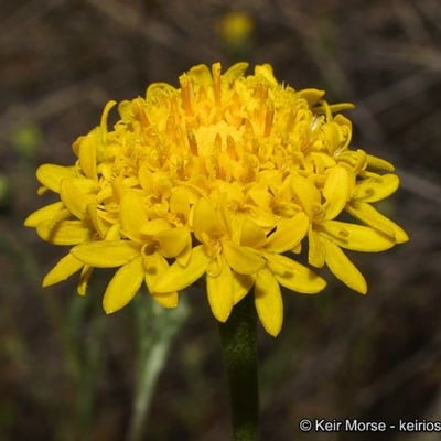 Chaenactis glabriuscula — flower