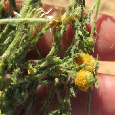 Pulicaria undulata — flower