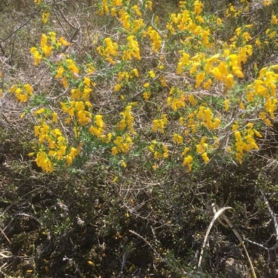 Genista anglica — flower