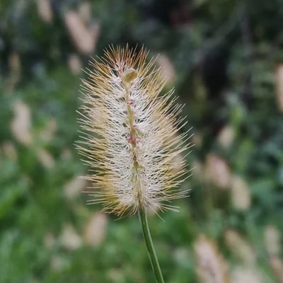 Setaria pumila — flower