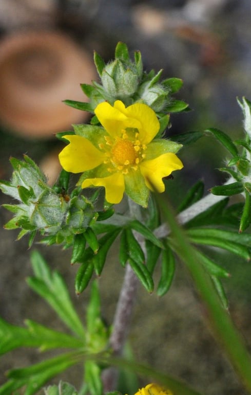 Potentilla neglecta