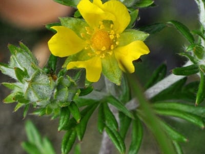 Potentilla neglecta