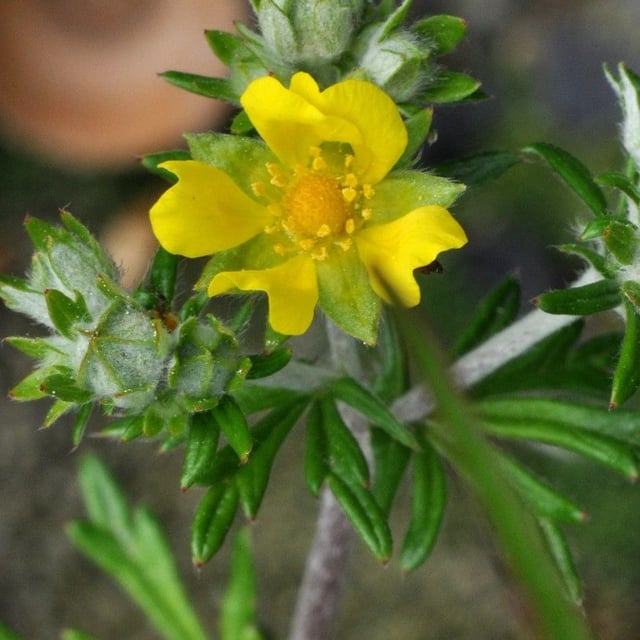 Potentilla neglecta — flower
