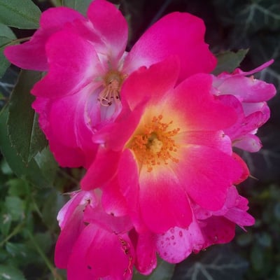 Rosa pendulina — flower