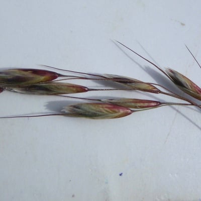 Helictotrichon sempervirens — flower
