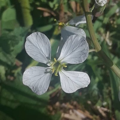 Raphanus raphanistrum — flower