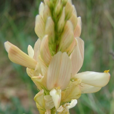Onobrychis saxatilis — flower